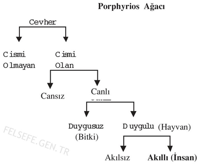 Porphyrios ağacı